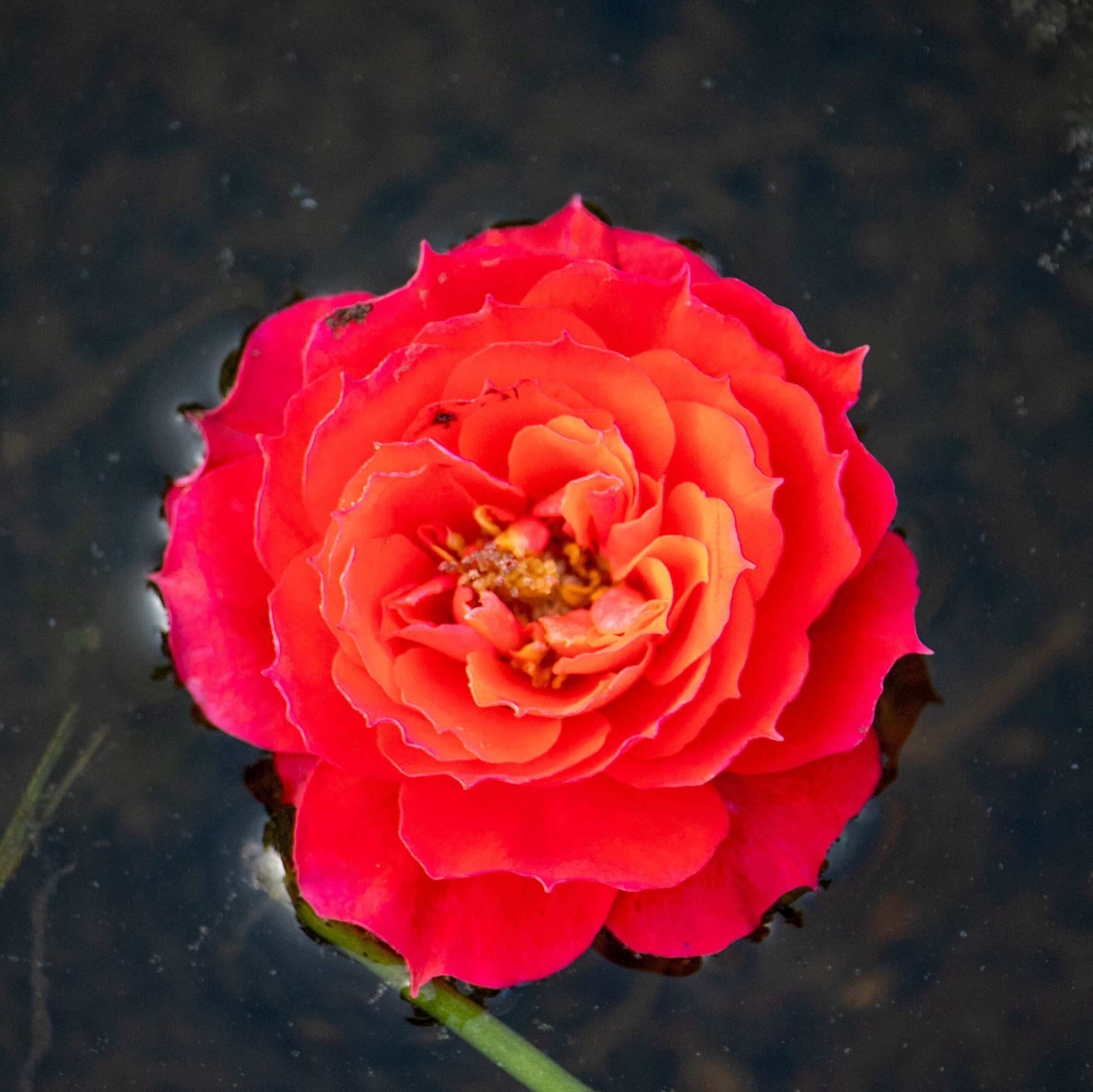 Photo d’Evelyne  ABRAS